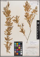 Foto von Salix exigua subsp. interior (Rowlee) Cronquist